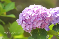 イタリア山庭園-174