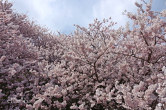 春めき桜-162