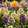ストックの花壇で。。