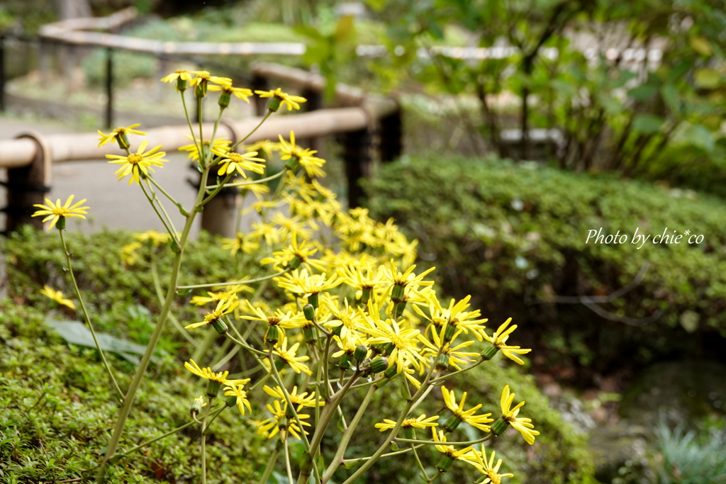 横浜公園-004