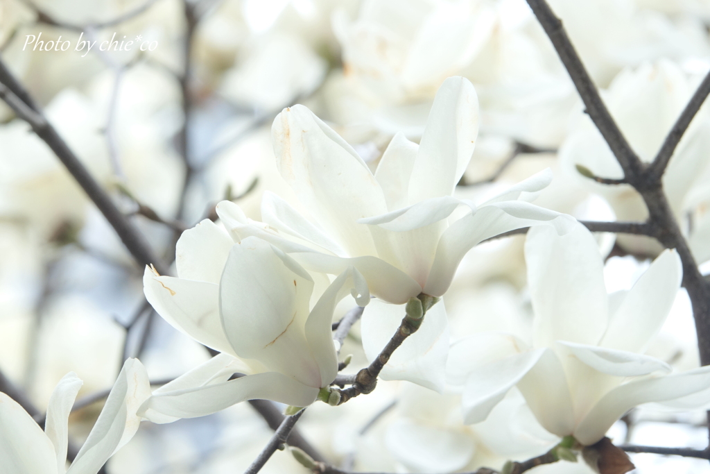 マグノリア-004