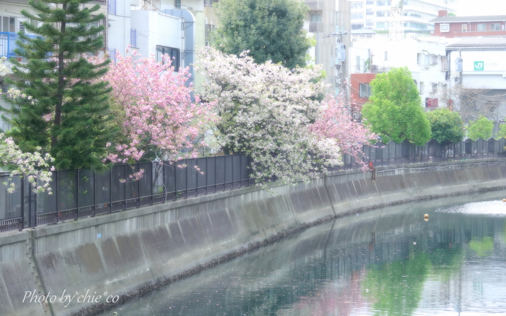 石川町～イタリア山庭園-197