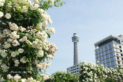 山下公園-113