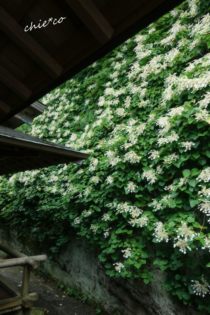 東慶寺-249