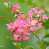 百日紅・・-008