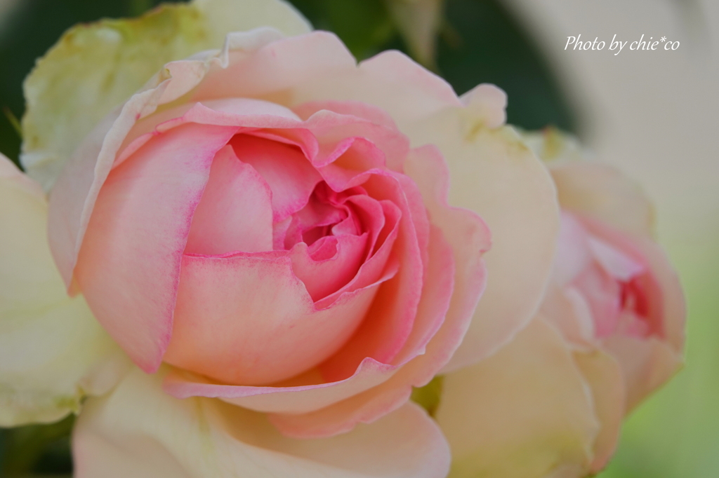 薔薇の咲く山下公園-205