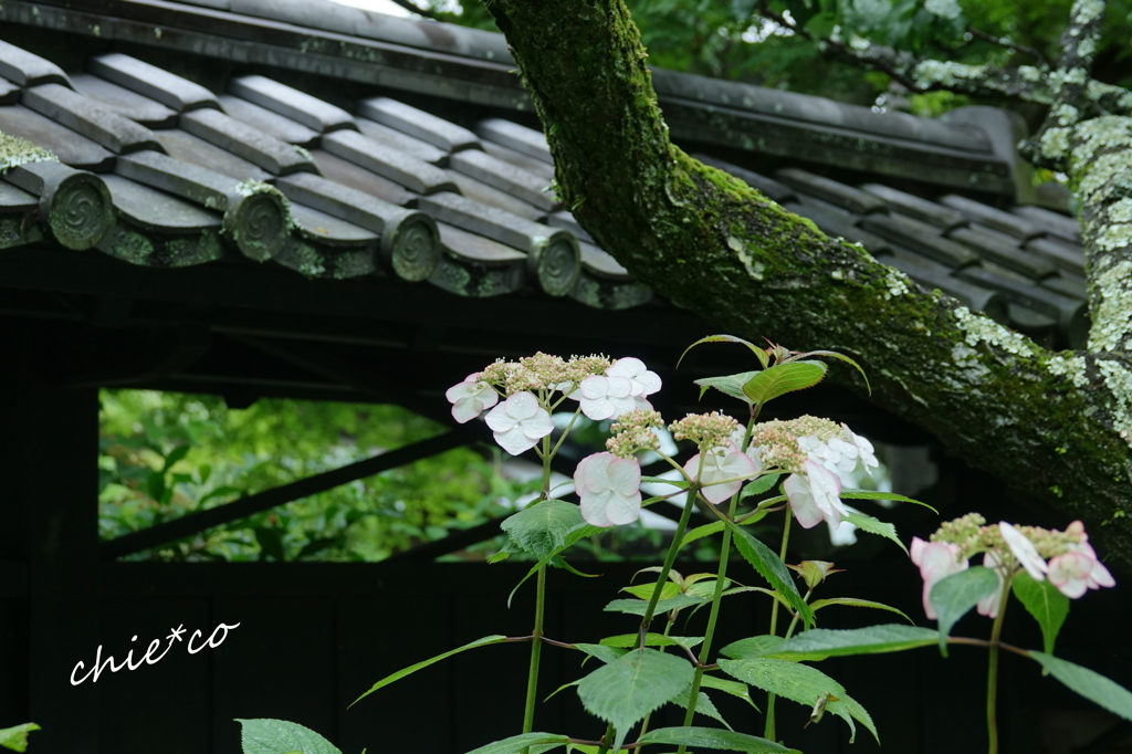 東慶寺-273