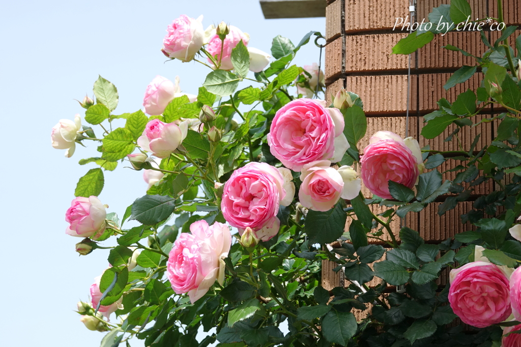横浜 Rose Week-265