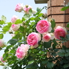 横浜 Rose Week-265