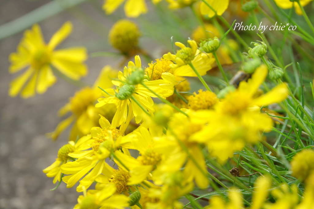 イタリア山庭園-292