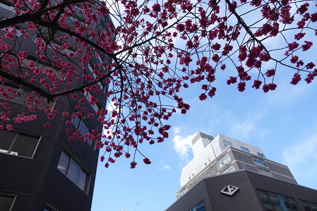 関内の早咲き桜-004