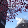 関内の早咲き桜-004