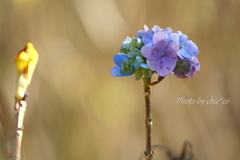 冬の紫陽花。。1