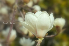 港の見える丘公園-177