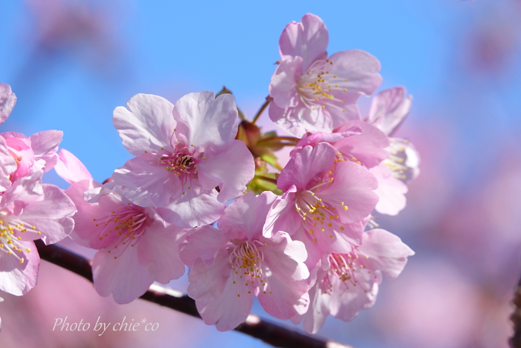 三浦海岸の河津桜-106