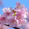 三浦海岸の河津桜-106