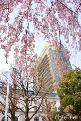 しだれ桜咲く・・山下公園～4