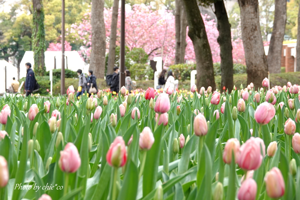 横浜公園-138