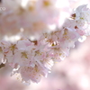春めき桜-144