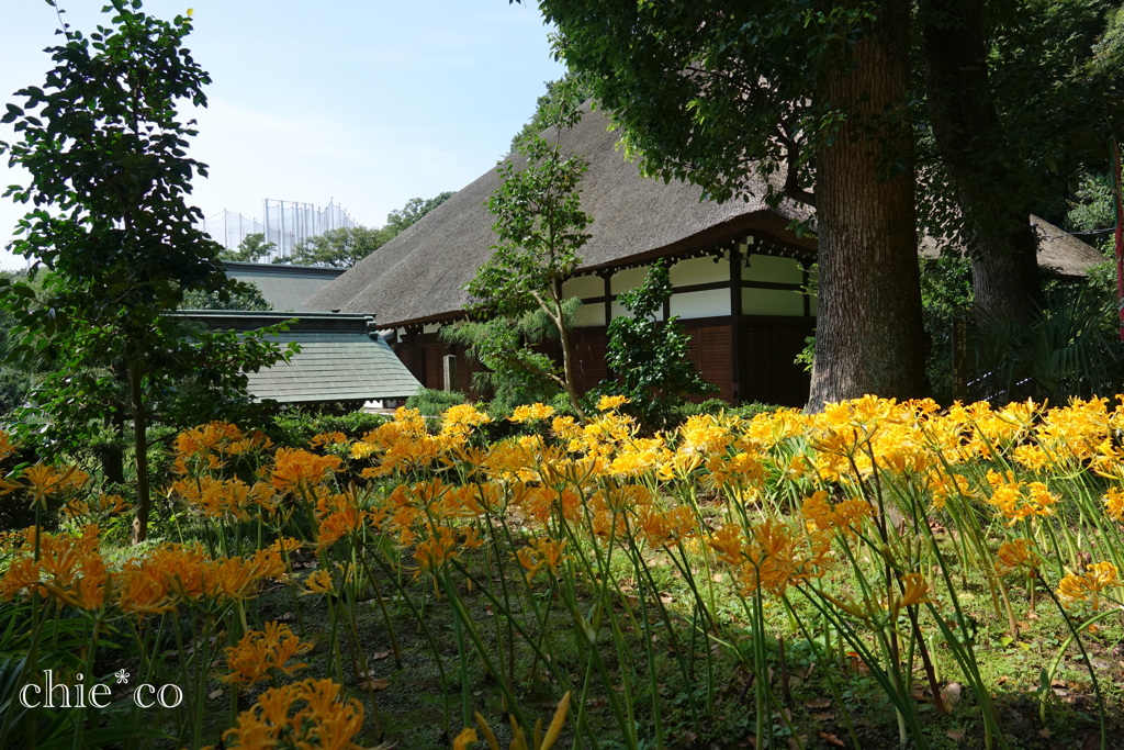 西方寺-228