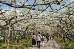 あしかがフラワーパーク-171