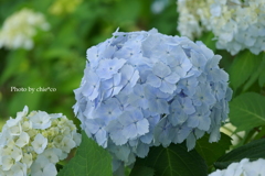 山手イタリア山庭園-120