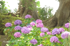 イタリア山庭園-172