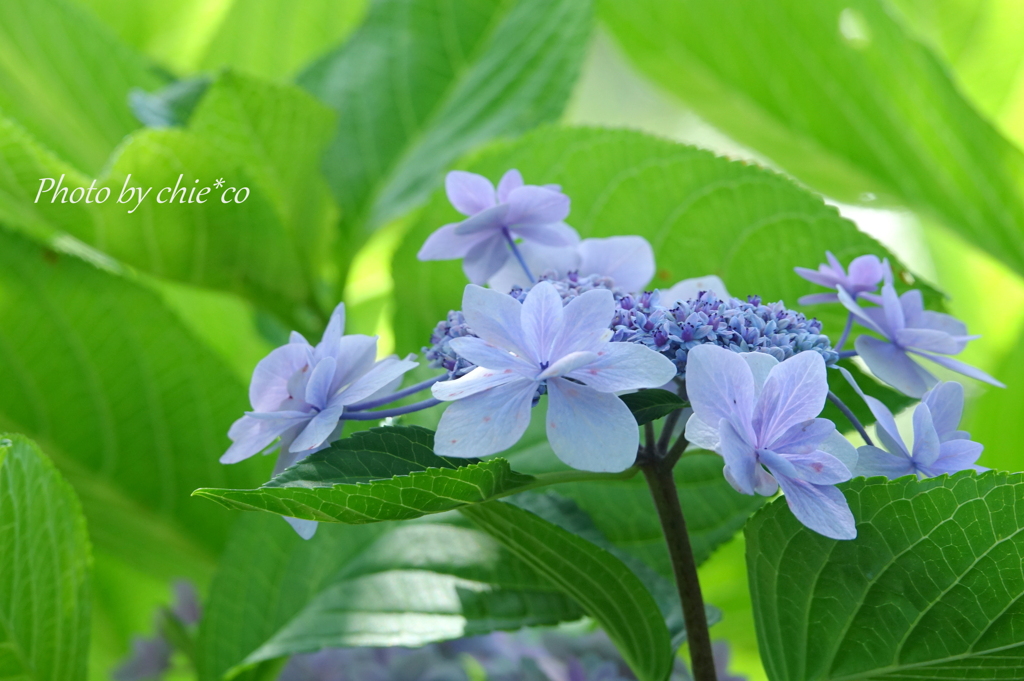 イタリア山庭園-186