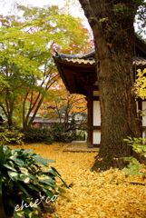 三渓園-304