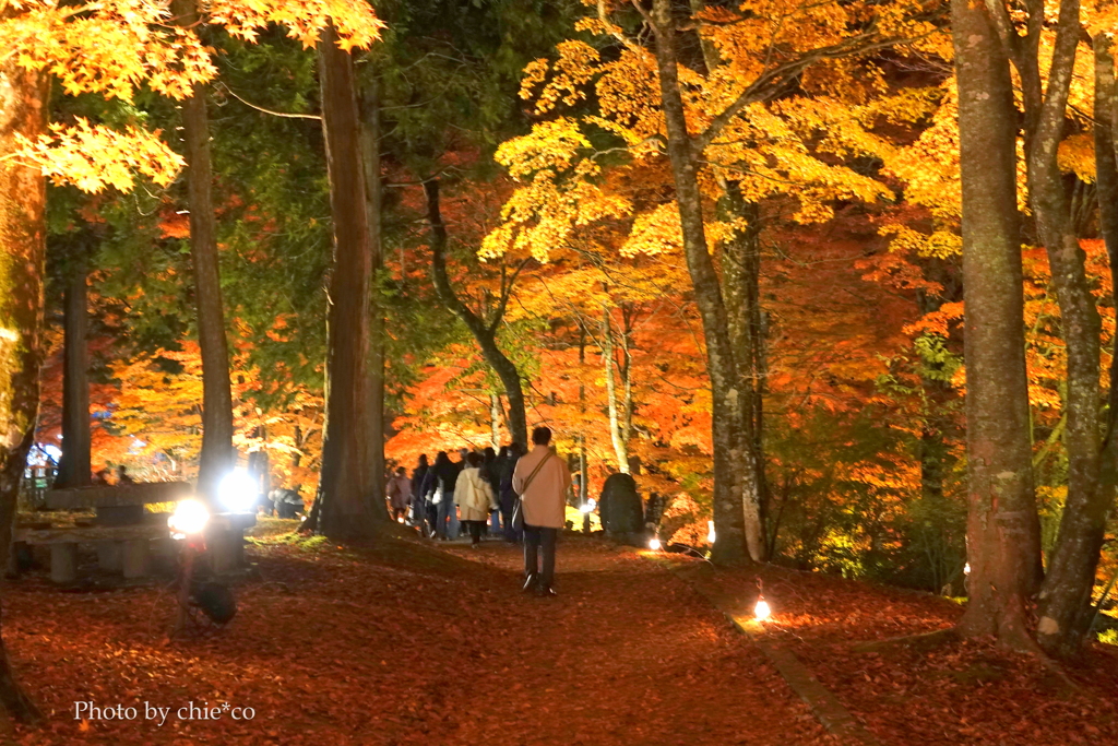 山中湖 紅葉ライトアップ-008