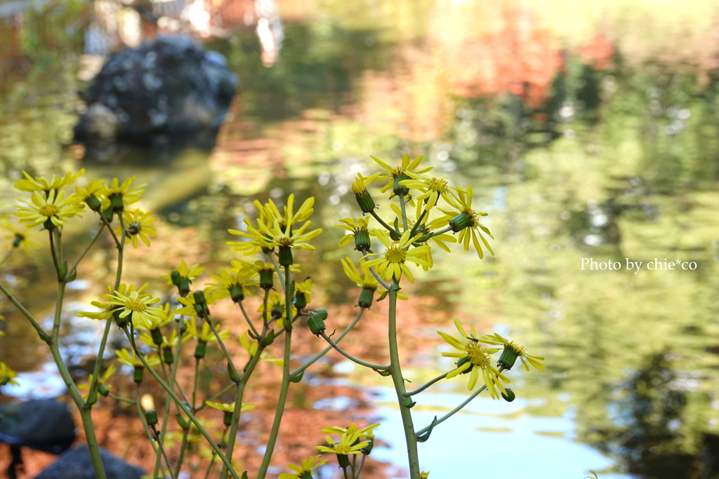 晩秋の横浜公園