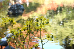 晩秋の横浜公園