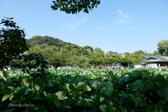 鶴岡八幡宮-035