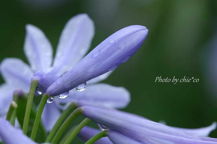 大船フラワーセンター-295