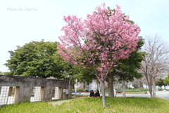山下公園-176