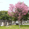 山下公園-176