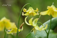 箱根湿生花園-243