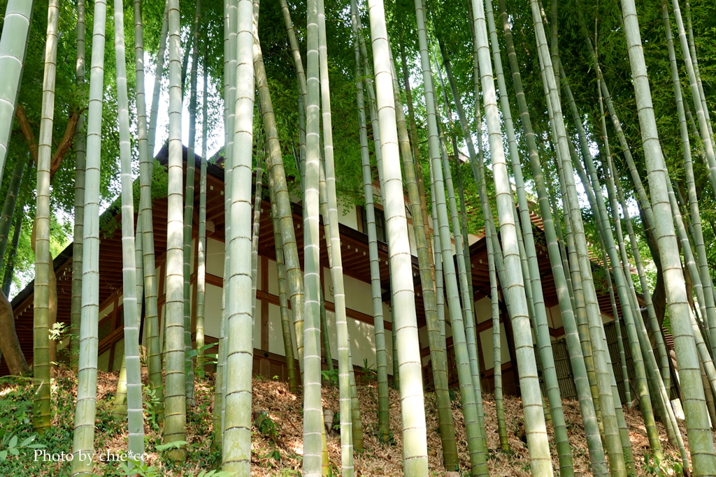 円覚寺-085