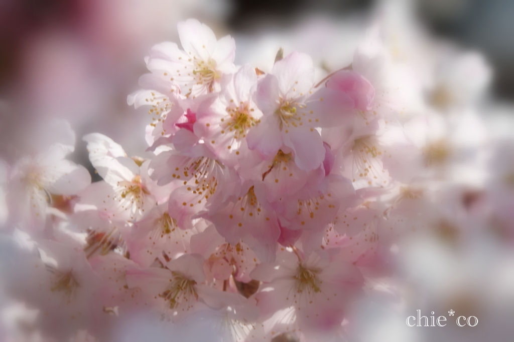 春めき桜-143