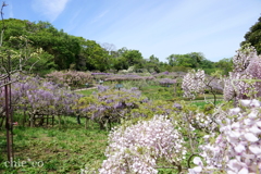 横須賀しょうぶ園-257