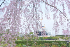 山下公園のしだれ桜-009