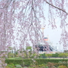 山下公園のしだれ桜-009
