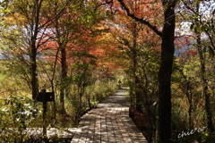 箱根湿生花園-223