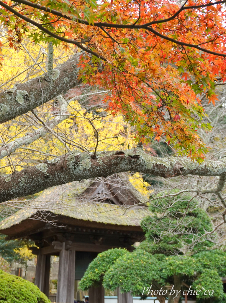鎌倉 報国寺-003