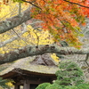 鎌倉 報国寺-003