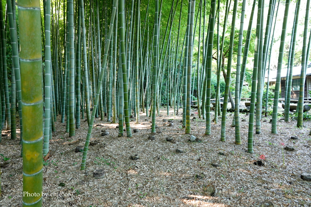 鎌倉-231