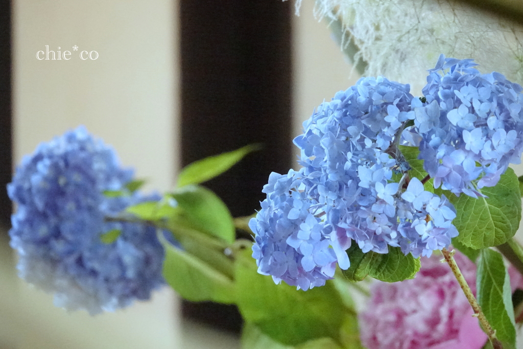 花と器のハーモニー2019-367