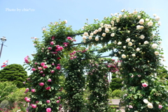 港の見える丘公園-063