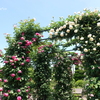 港の見える丘公園-063