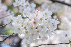 横浜＊桜さんぽ-221